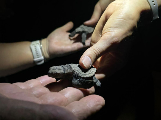 Mon Repos Turtle Encounter-邦德堡必去景点