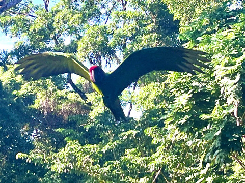 Ara Manzanillo-Manzanillo必去景点