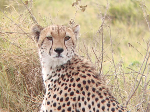 Malik Safari-马林地必去景点