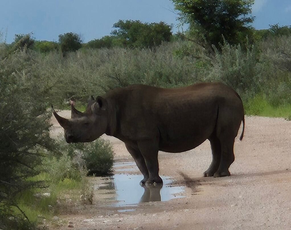 Born in Etosha Self-Drive Private Tours-Okaukuejo必去景点