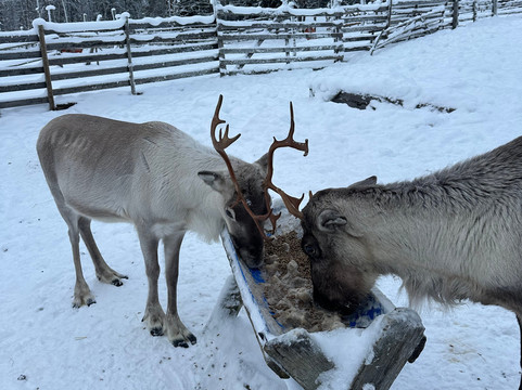 Tatuka Reindeerfarm-Ylitornio必去景点