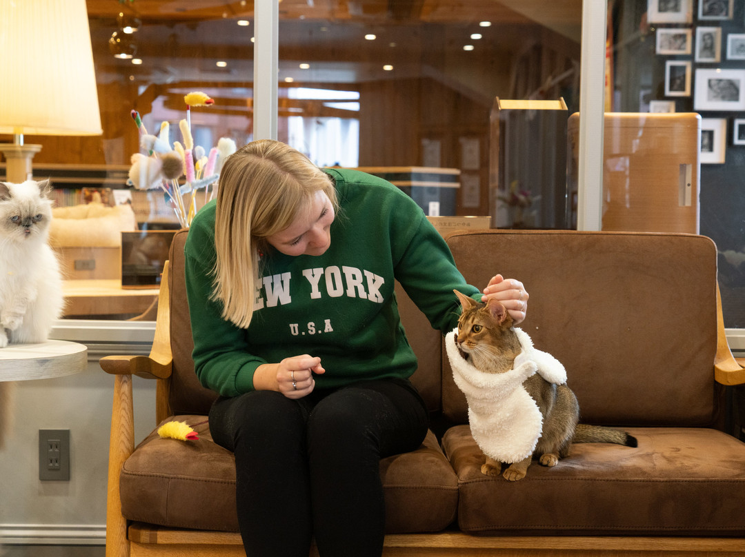 Cat Cafe Mocha Lounge Shibuya Koen-dori Branch-涩谷区必去景点