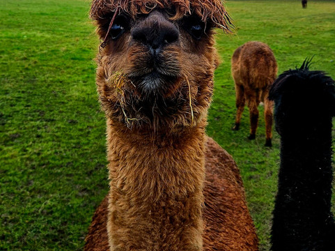 Cheshire Alpacas-Antrobus必去景点