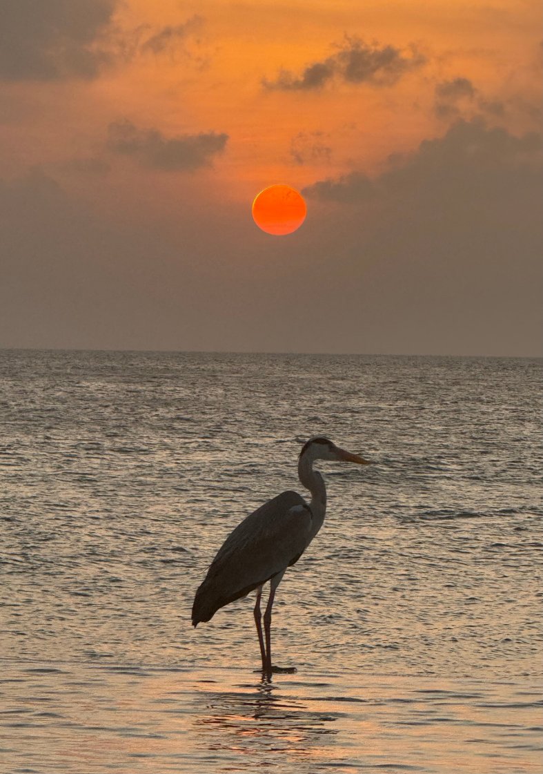 马尔代夫杜斯特塔尼-泳池