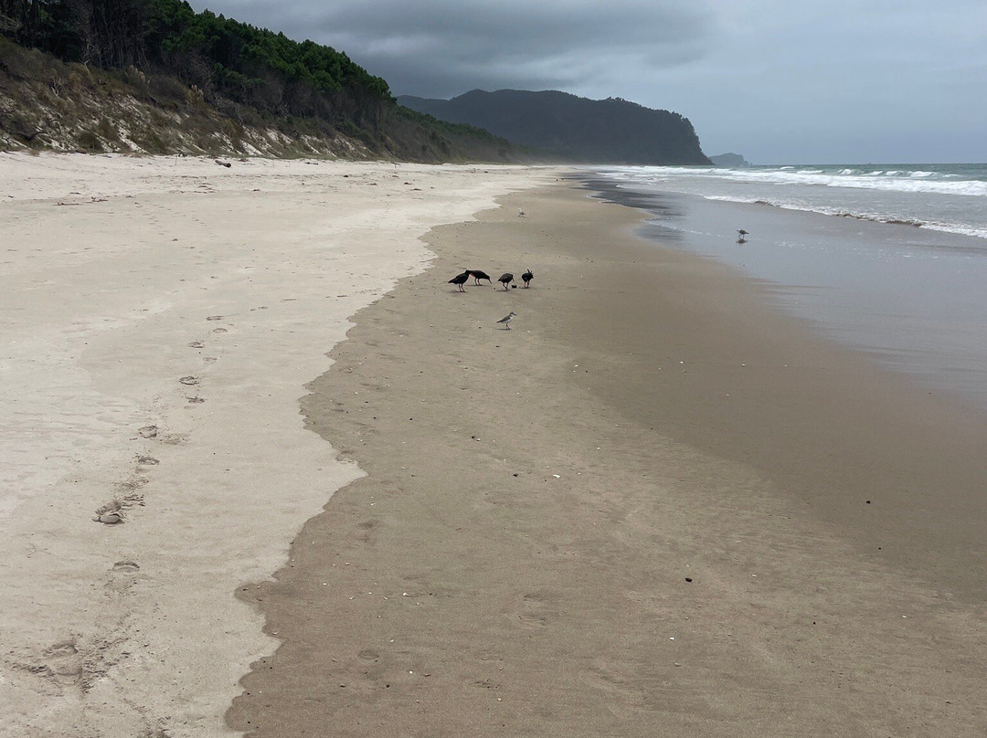 Opoutere Surf Beach-Opoutere必去景点