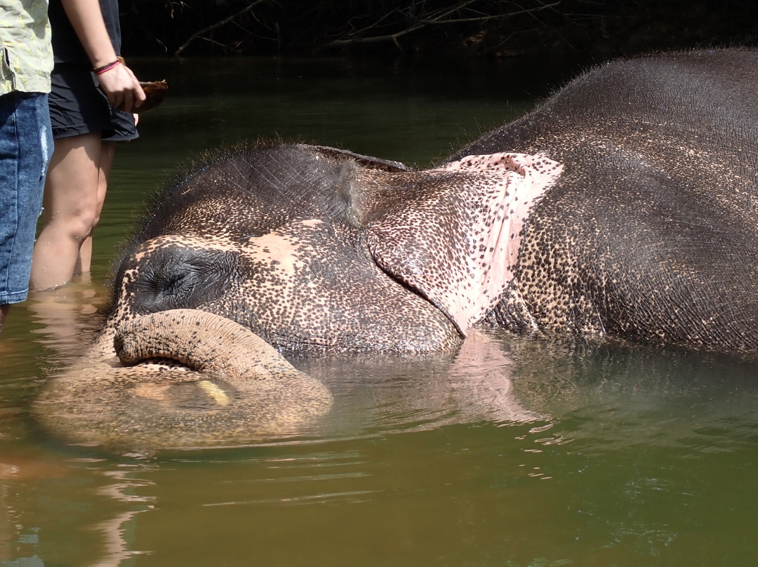 Elephant Bathing at Habarana-哈巴拉娜必去景点