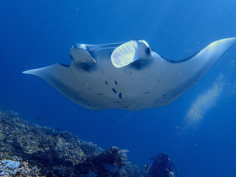 Scuba Junkie Komodo-Labuan Bajo必去景点