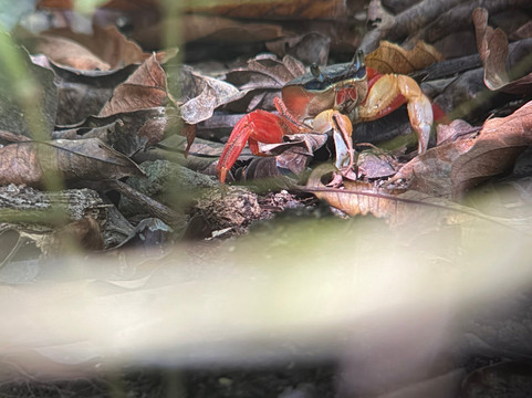 Paddle 9-哥斯达黎加安东尼奥国家公园必去景点