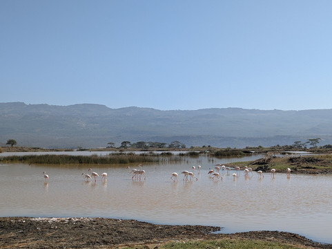Soysambu Conservancy-Lake Elementaita必去景点