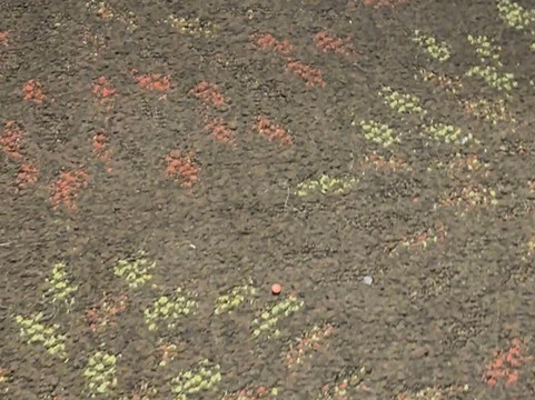 弗兰肯默斯智选假日酒店主图