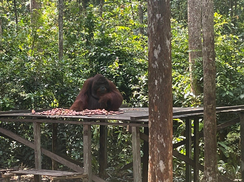 Orangutan Houseboat Tour-Kumai必去景点