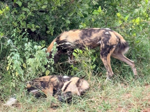 Discover Kruger Safaris-库马堤港必去景点