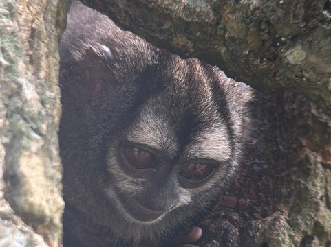 Birding Pipeline Panama-甘博阿必去景点