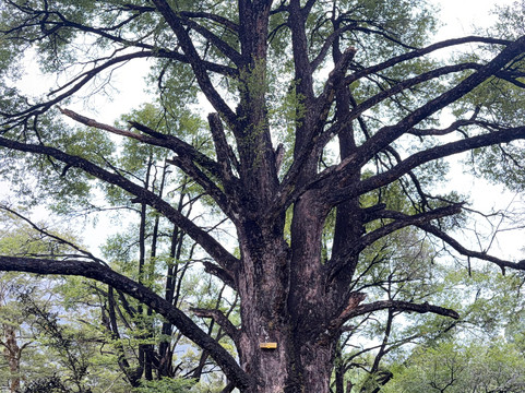 The Natural Flames Experience - Day Tours-Murchison必去景点