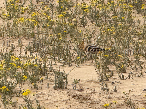 Happy Tour Camargue-艾格莫尔特必去景点