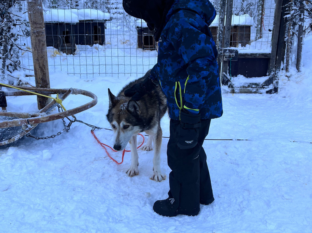 Tundra Huskies Huskyfarm-Levi必去景点