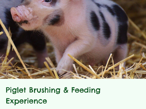 Quex Adventure Farm Park-Birchington必去景点