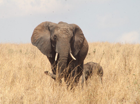 Bongo Trips-Kigamboni必去景点