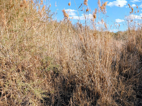 Azraq Wetland Reserve-Azraq必去景点