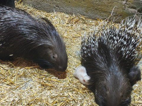 Touching Zoo Bely Kenguru-莫斯科必去景点