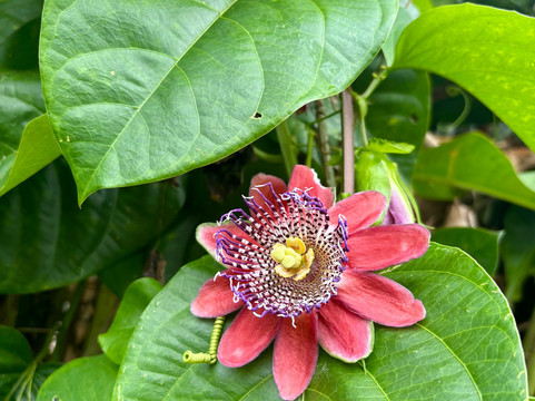 Finca Villa Nora主图