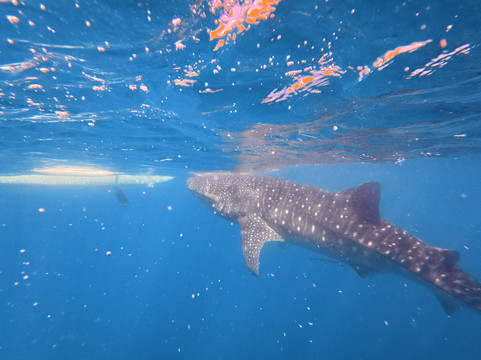 Island Trek Tours-奥斯洛布必去景点