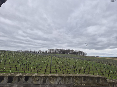 Wijnkasteel Genoels-Elderen-Riemst必去景点