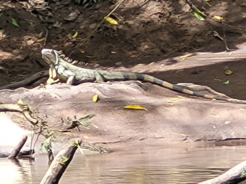 Sarapiqui River-Province of Heredia必去景点