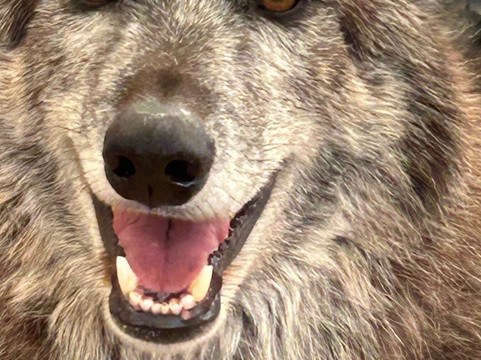 Sedona Wolf Sanctuary-Rimrock必去景点