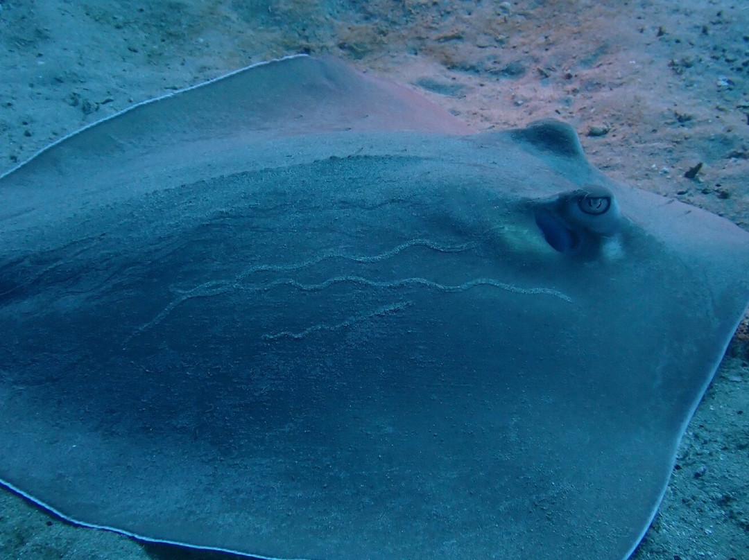 Caño Divers-德雷克湾必去景点