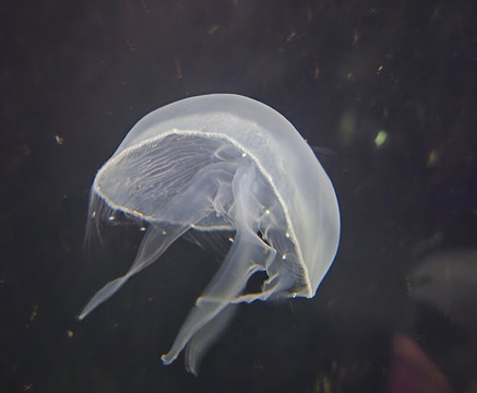 Galway Atlantaquaria-戈尔韦必去景点