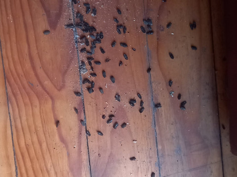 Bontebok National Park-斯韦伦丹必去景点