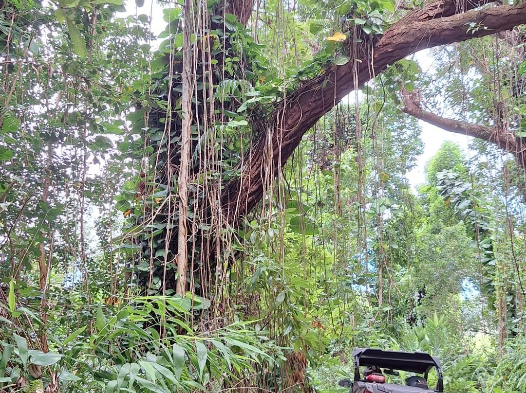 Crazy Adventures Réunion-Mont-Vert les Hauts必去景点
