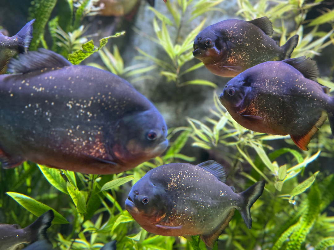 Aquarium De Touraine-Lussault-sur-Loire必去景点
