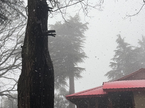 BluSalzz Terrah Hills Resort, Dalhousie