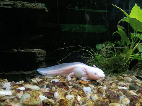 Tiergarten Ulm-乌尔姆必去景点