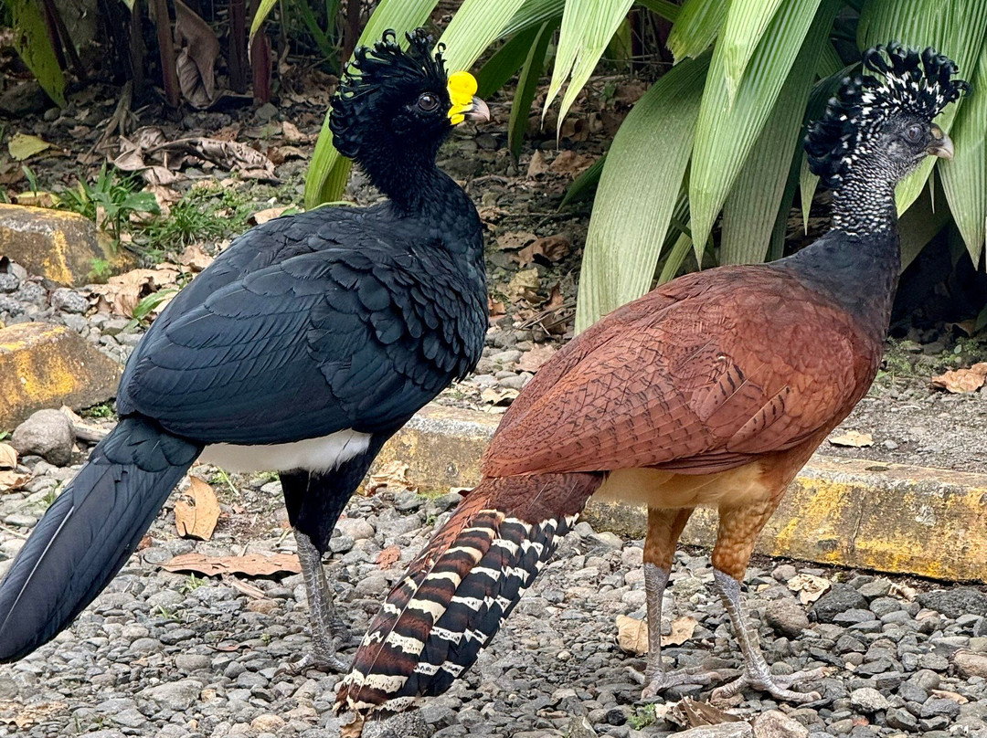 The Wellness Park Arenal & Ecolodge-福德圣卡洛斯必去景点