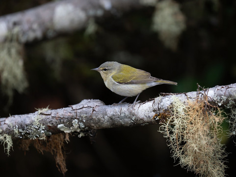 Feathers Garden-多塔圣赫拉多必去景点