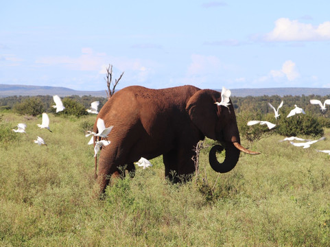 Southern Kruger Safaris-玛洛斯帕克必去景点