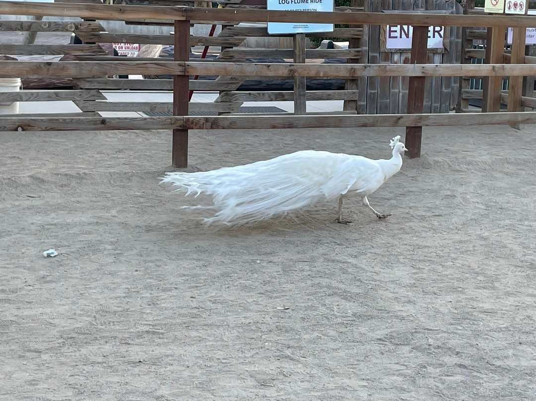 Wildlife World Zoo and Aquarium-Litchfield Park必去景点