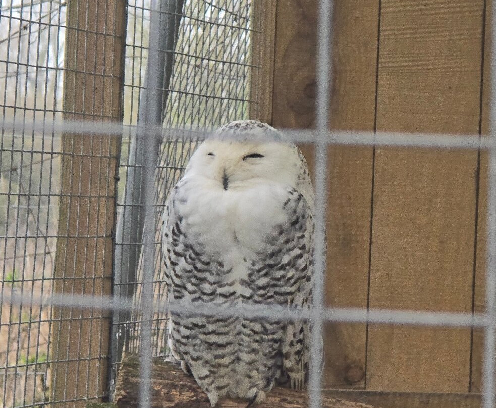 Bridlington Animal Park-布里德灵顿必去景点
