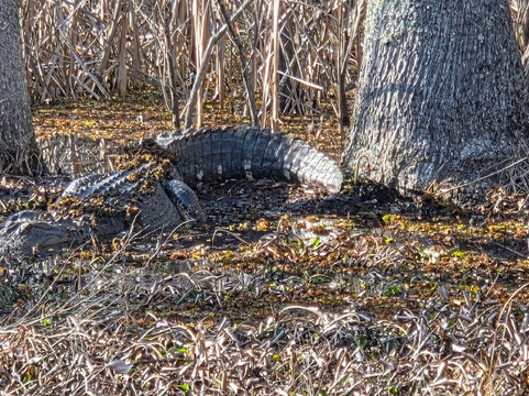 Santee National Wildlife Refuge-Summerton必去景点