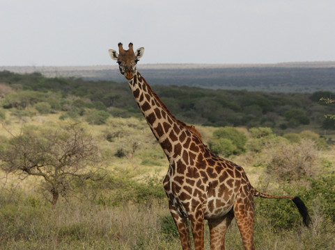 Savannah Explorers Limited-阿鲁沙必去景点