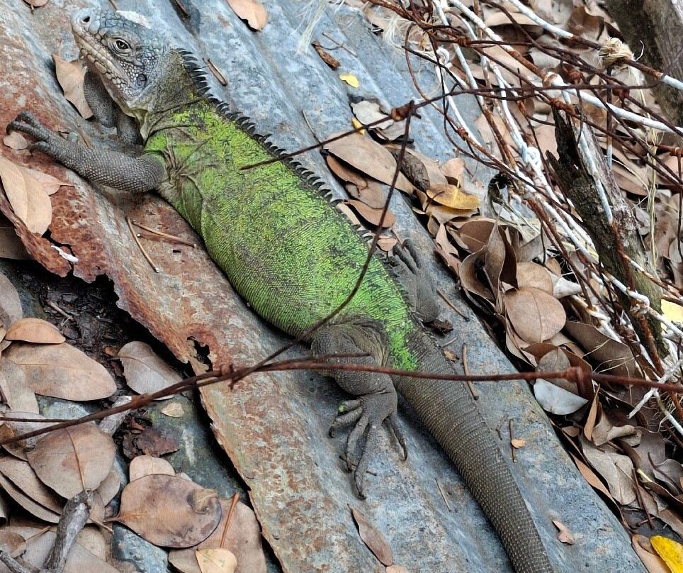 Les Ballades du Delphis-Le Francois必去景点