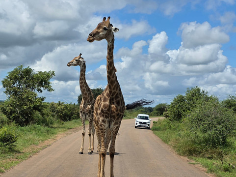 Southern Kruger Safaris-玛洛斯帕克必去景点