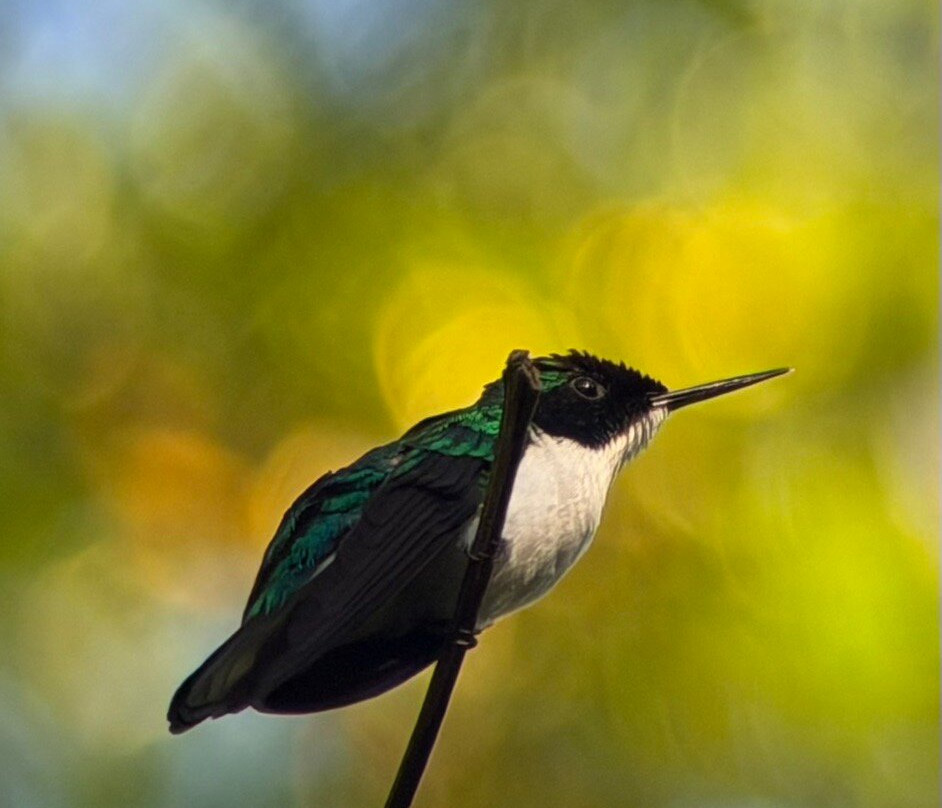 Johan Chaves - Nature and birding Tours-哥斯达黎加安东尼奥国家公园必去景点