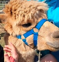 Bowbridge Alpacas Scotland-Peat Inn必去景点