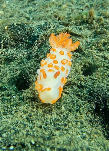 Dive Into Lembeh-官方