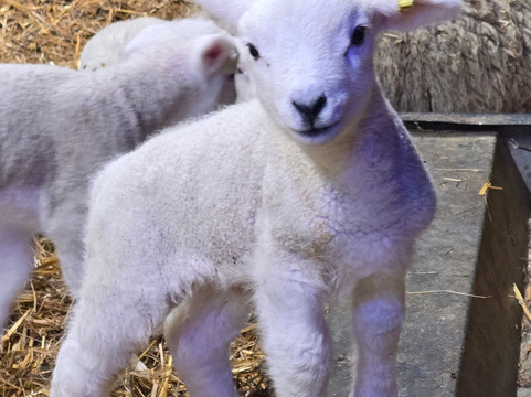 West Lodge Farm Park-Desborough必去景点