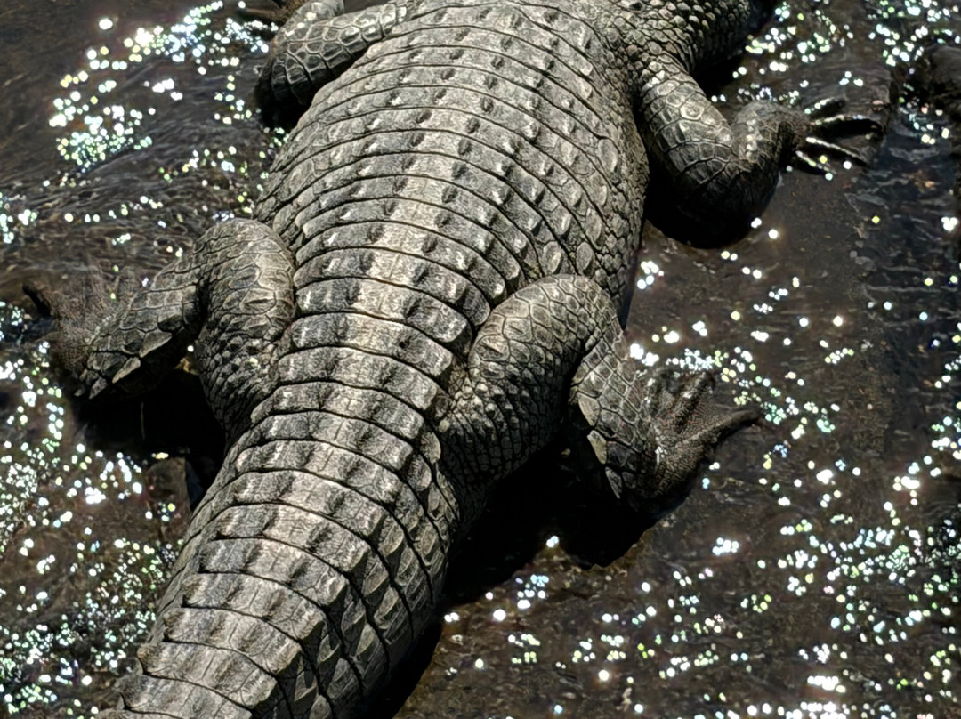 Southern Kruger Safaris-玛洛斯帕克必去景点